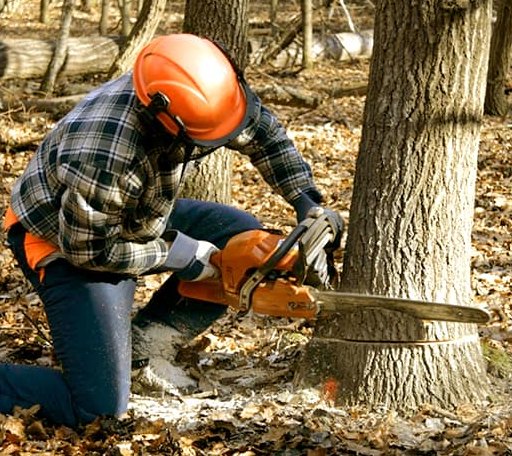 Tree Removal in Gulf, NC